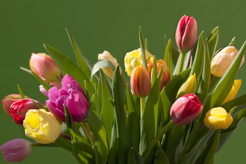 Тюльпаны разноцветные