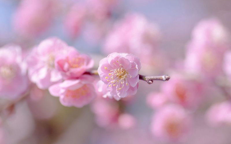 Сакура нежные розовые цветы