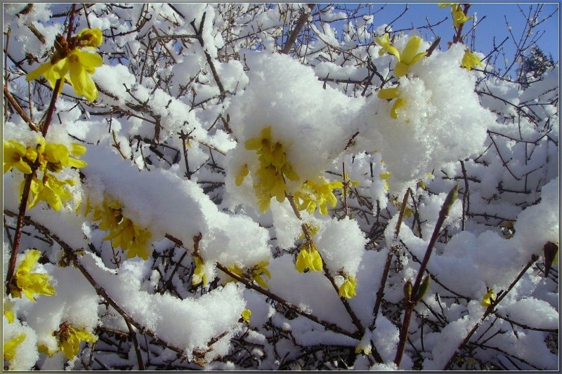 Первоцветы в снегу