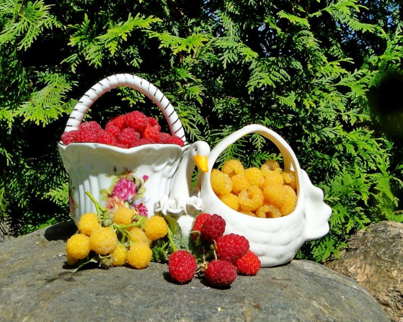 Летняя природа фруктовые