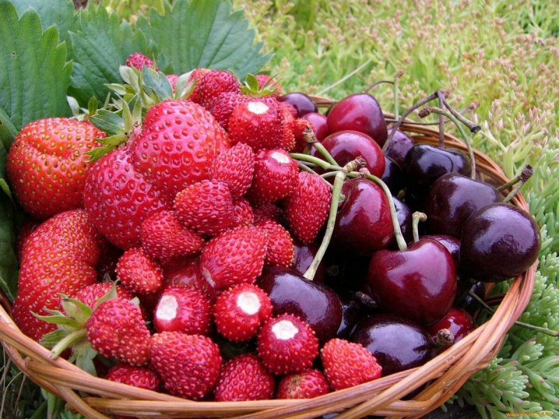 Лето фрукты ягоды