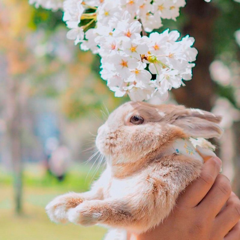 Милый кролик с цветами