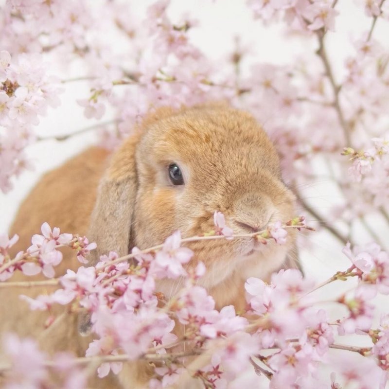 Кролик весной