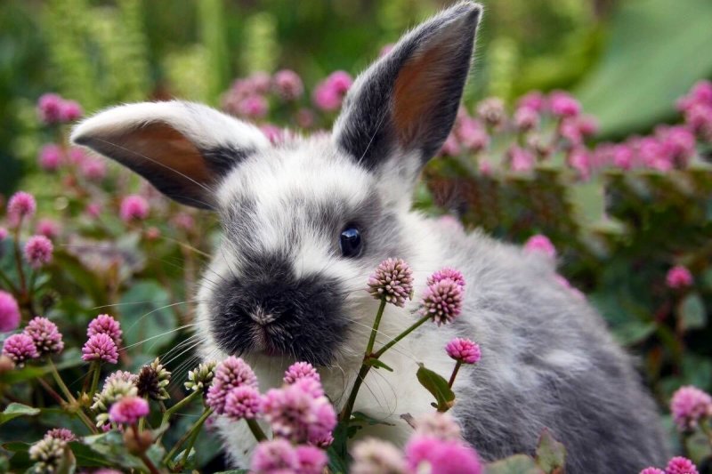 Дикие кролики в природе