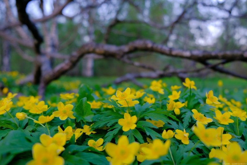 Цветы первоцветы под деревьями желтые