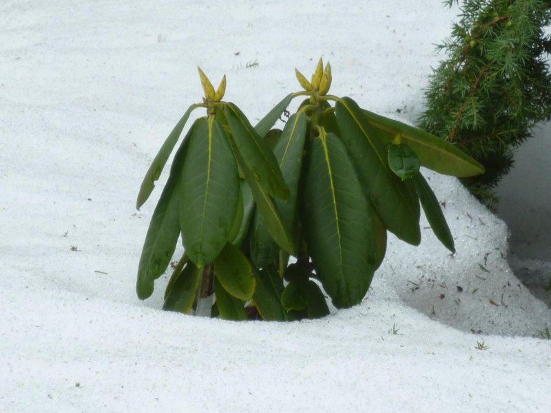 Рододендрон вечнозеленый зима