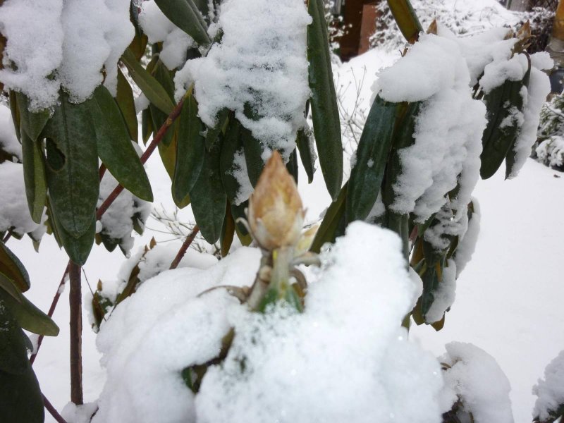 Рододендрон зимой вечнозеленый цветы