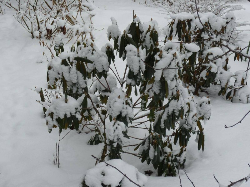 Рододендрон вечнозеленый зимой