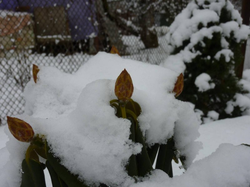 Куст рододендрона зимой