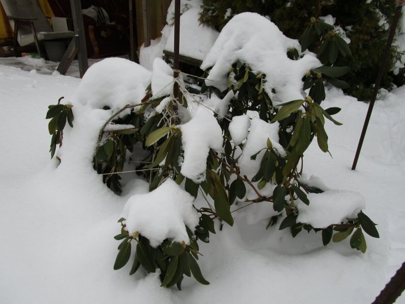 Рододендрон садовый зимой