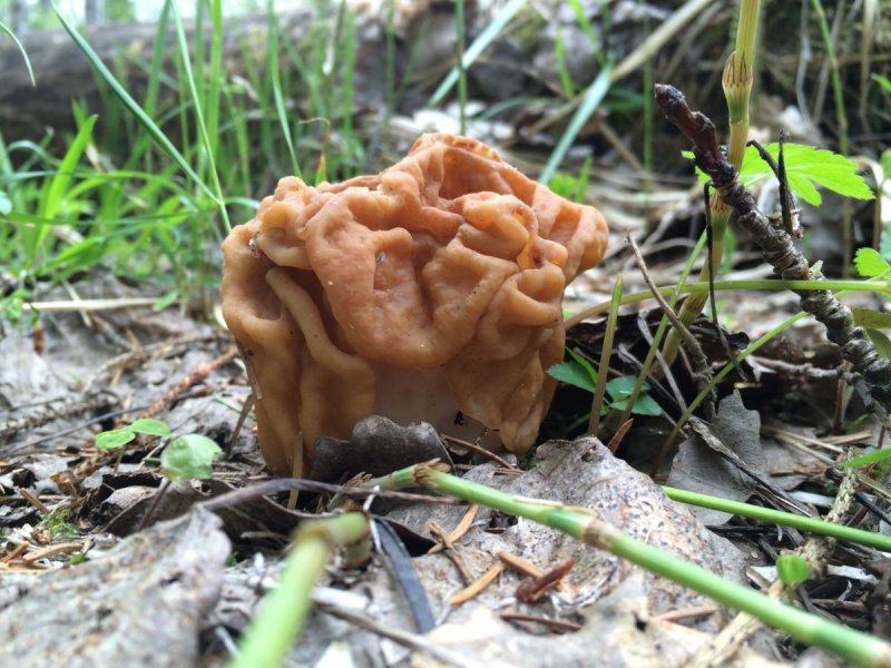 Весенние грибы Подмосковья несъедобные