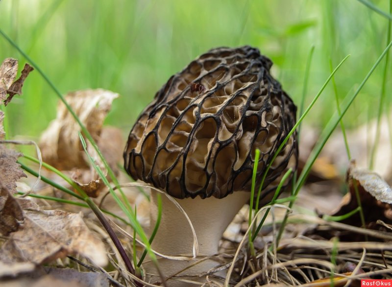 Ранние весенние грибы съедобные сморчки