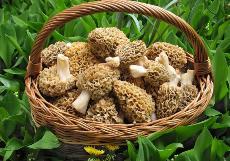 Сморчки грибы Лесные