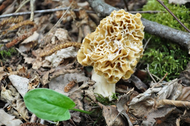 Весенние грибы съедобные сморчки