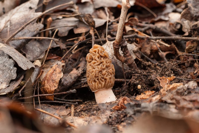 Весенние грибы сморчки