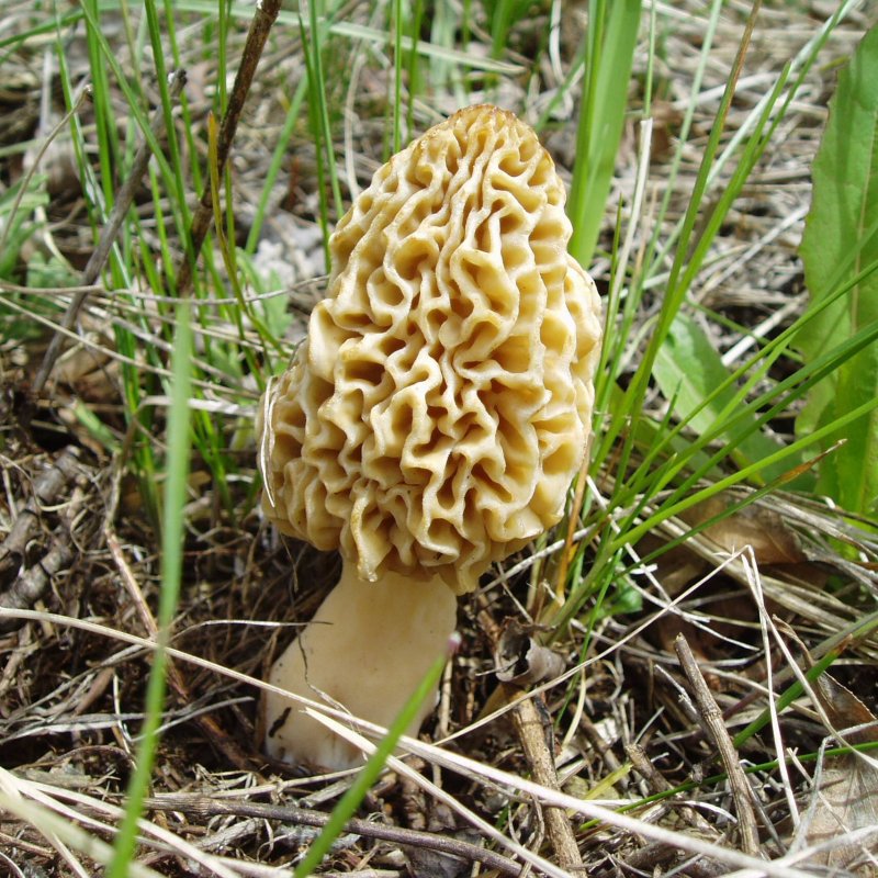 Сморчки грибы несъедобные