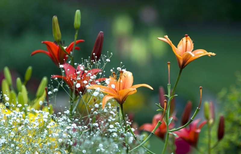 Водопад цветы