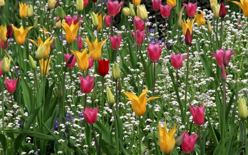 Лилиецветные тюльпаны в саду