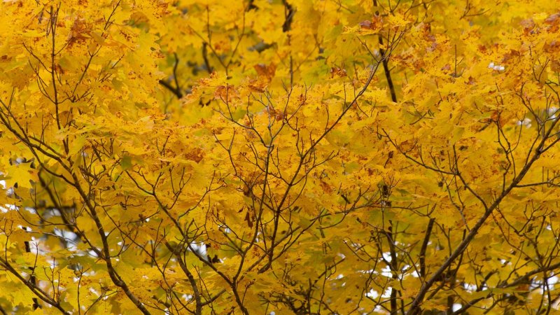 Дерево с желтой листвой