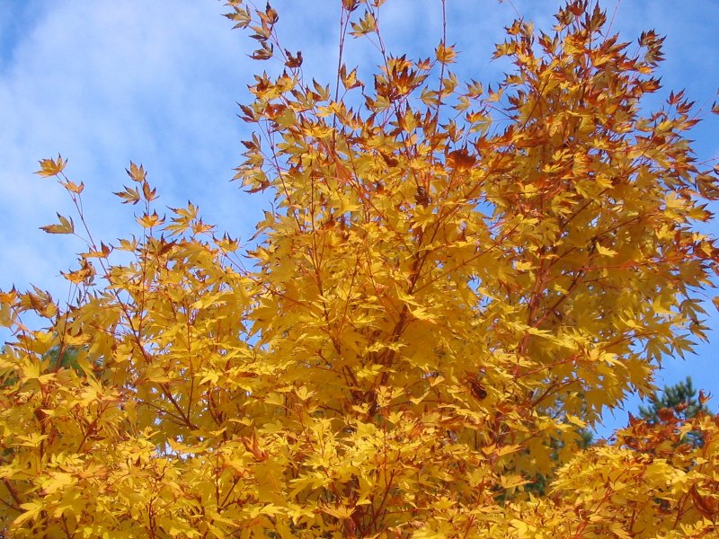 Желтый осенний лес лист