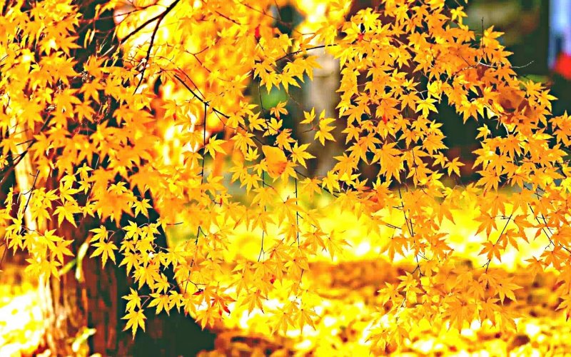 Золотая листва