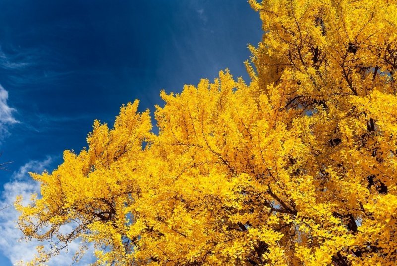 Осенний желтый