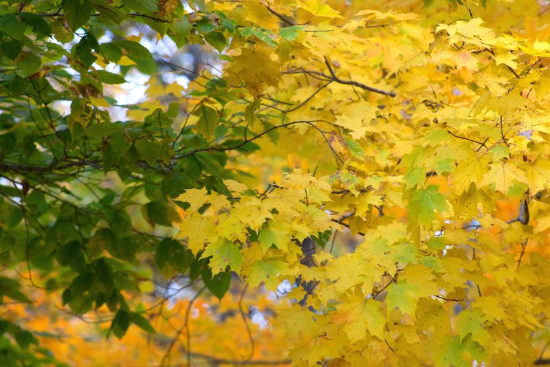 Осень желтая листва