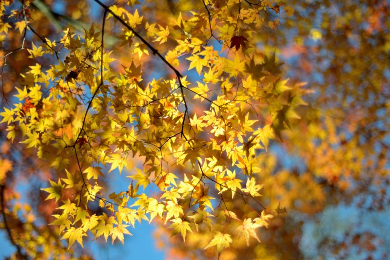 Желтый осенний лес лист