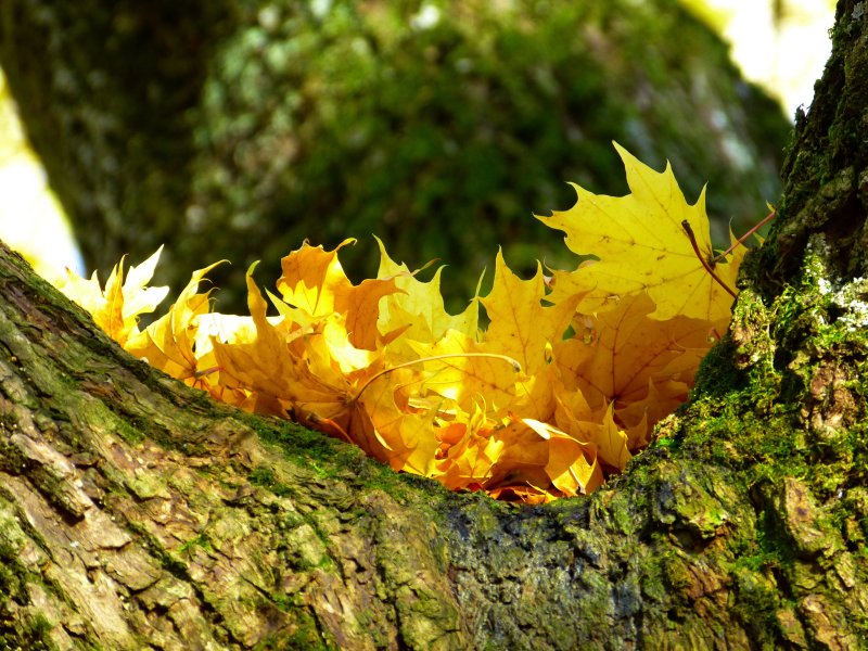 Природа в желто зеленом цвете осени