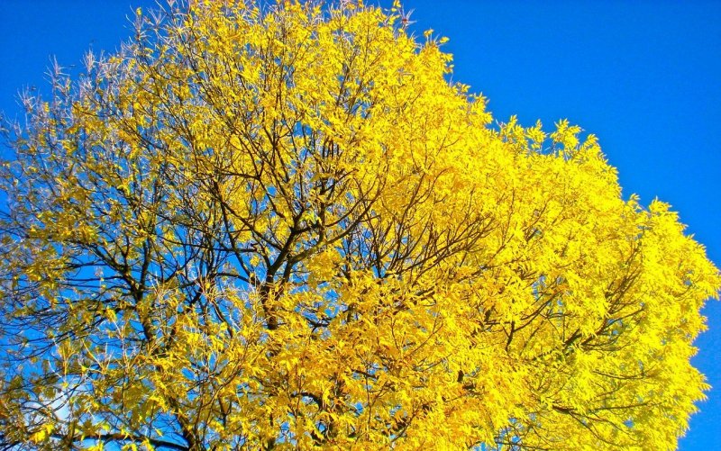 Желтое дерево