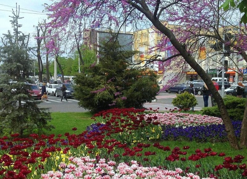 Парк Галицкого в Краснодаре весной