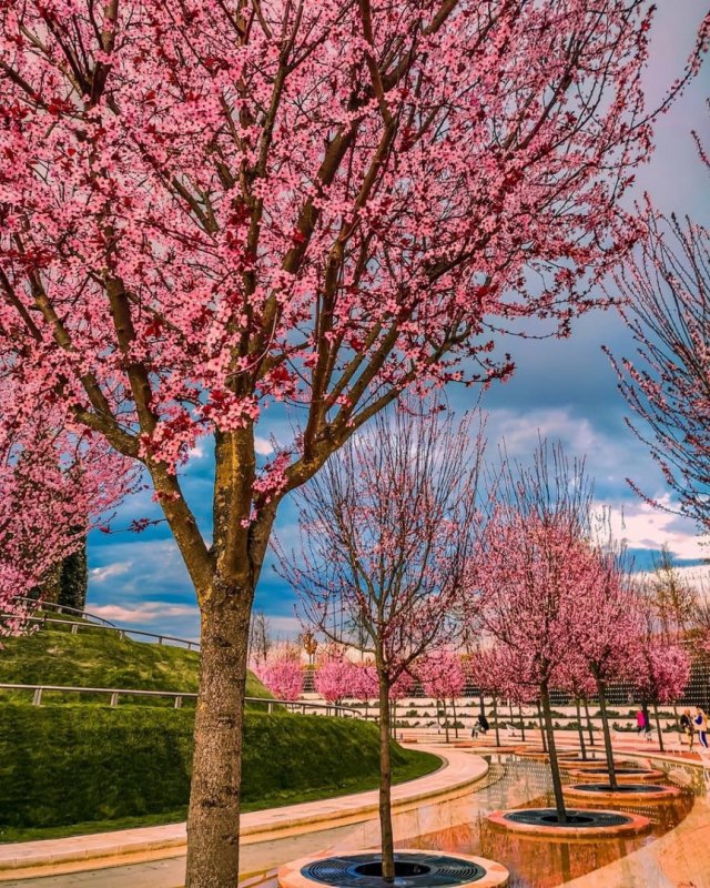 Парк Галицкого в Краснодаре фото сейчас Весна 2022