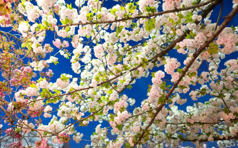 Весна цветение деревьев