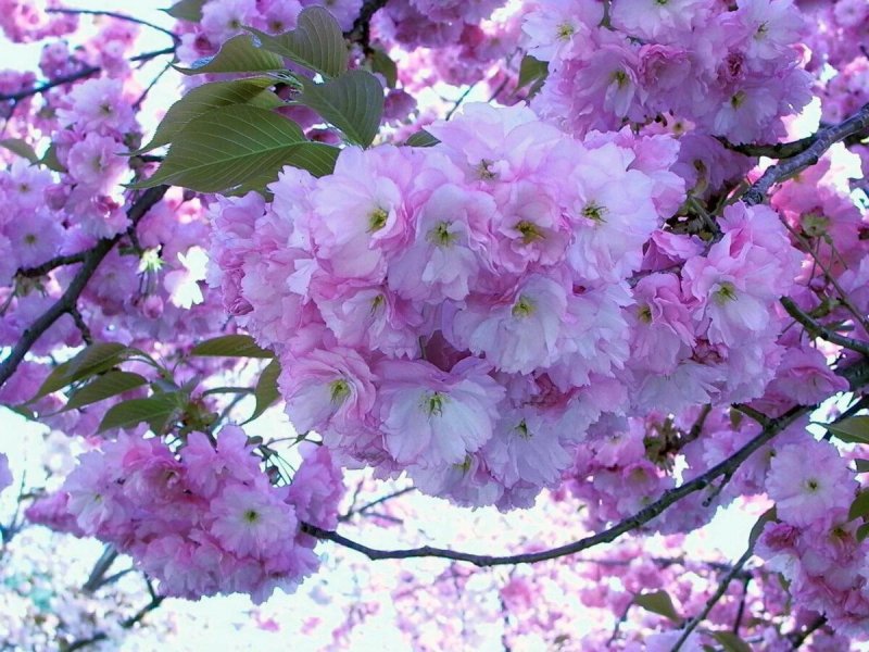 Розоцветные Сакура