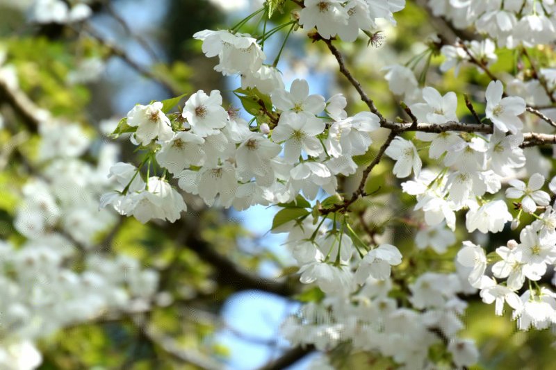 Вишневое дерево цветение