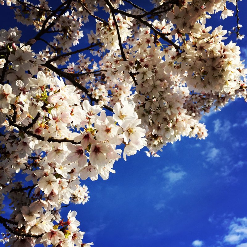 Весеннее цветение деревьев