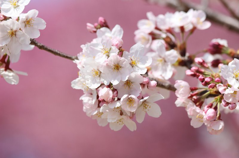Цветы вишня Сакура