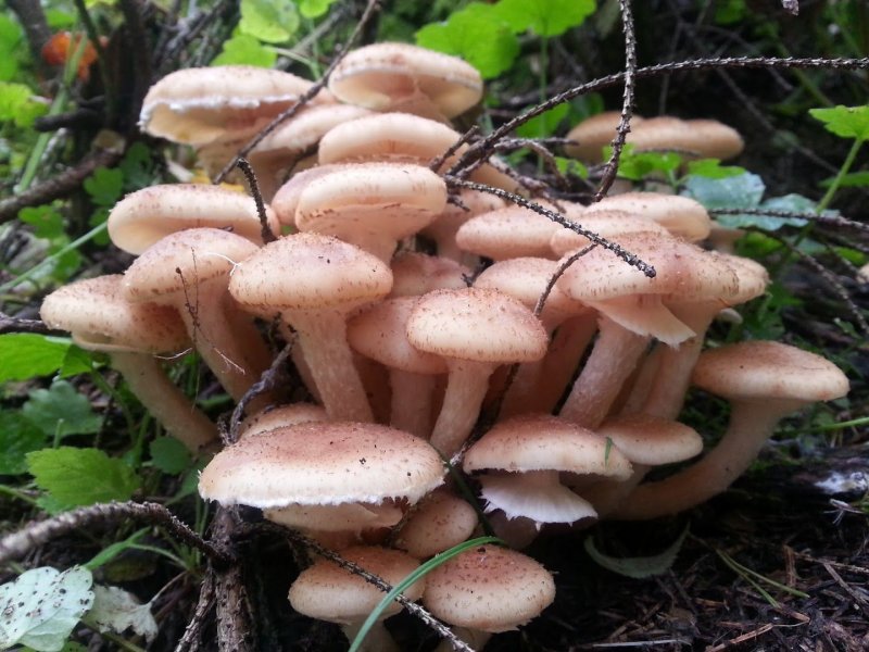 Осень грибы опята