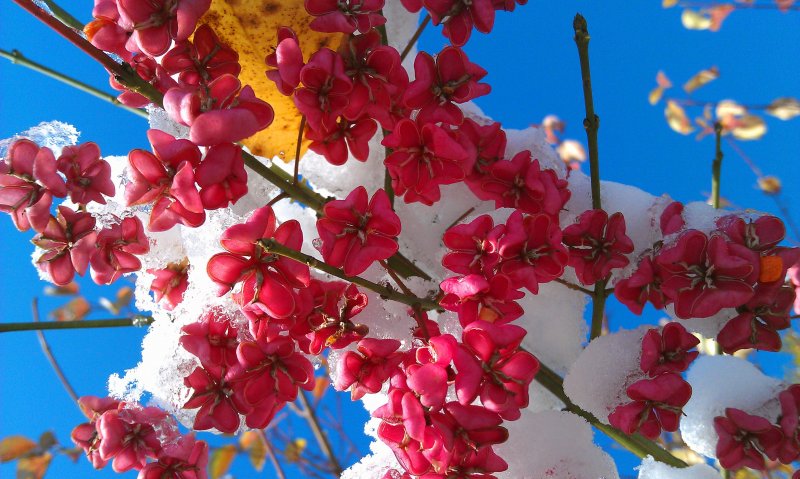 Весна красна цветами