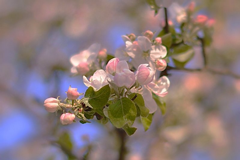 Яблоневый цвет на размытом фоне