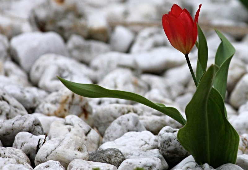 Tulipa Pebble