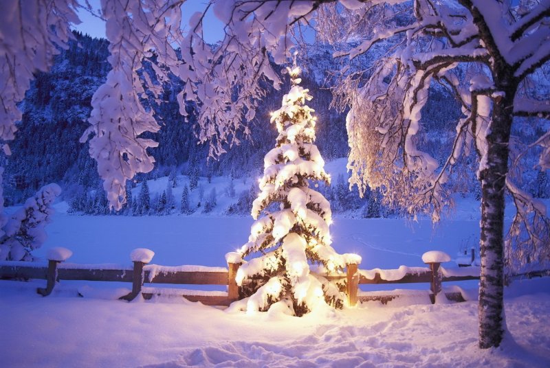 Зима елка