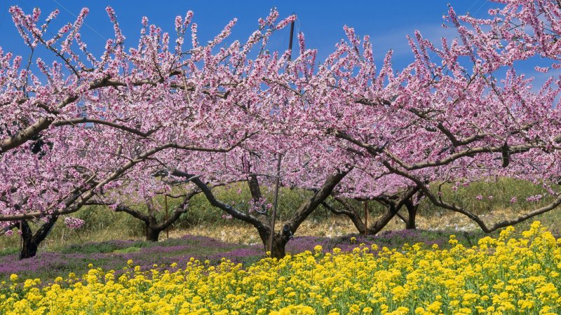 Цветение плодовых деревьев