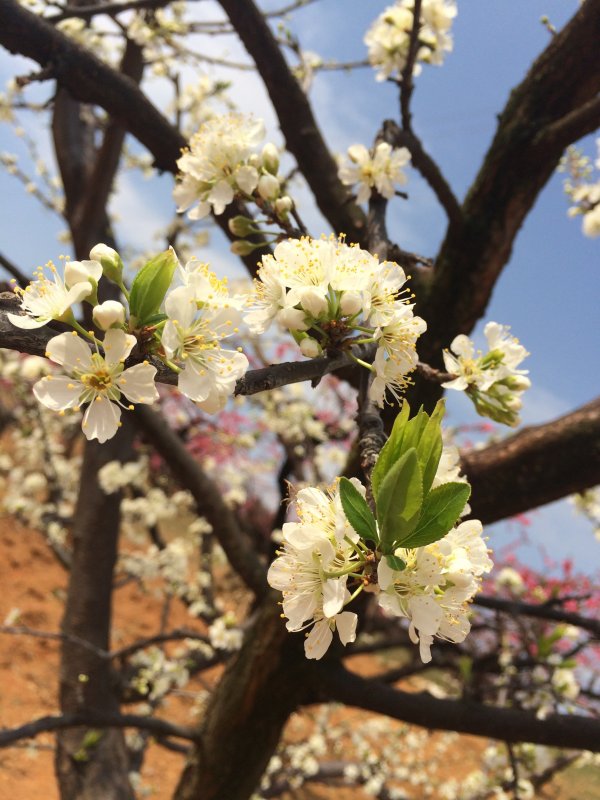 Весеннее цветение плодовых деревьев вишня