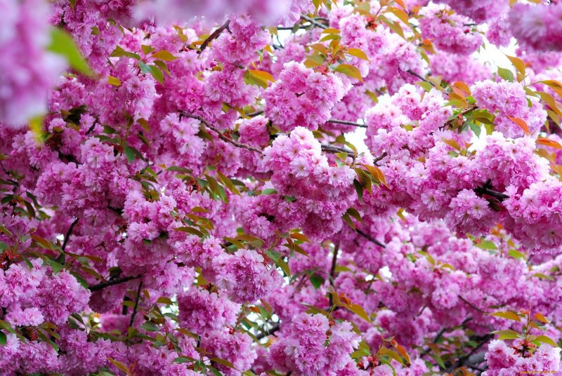 Парк Коломенское Яблоневый сад цветут