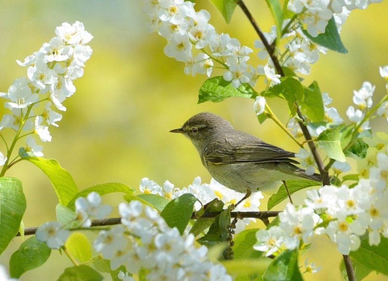Птицы вестники весны