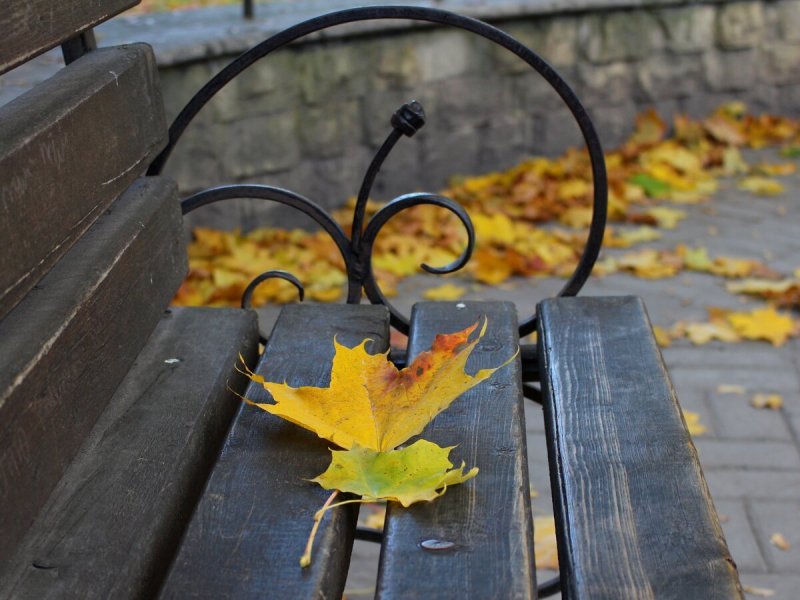 Листья на скамейке