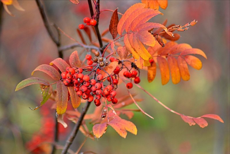 Осенняя веточка рябиновых листьев