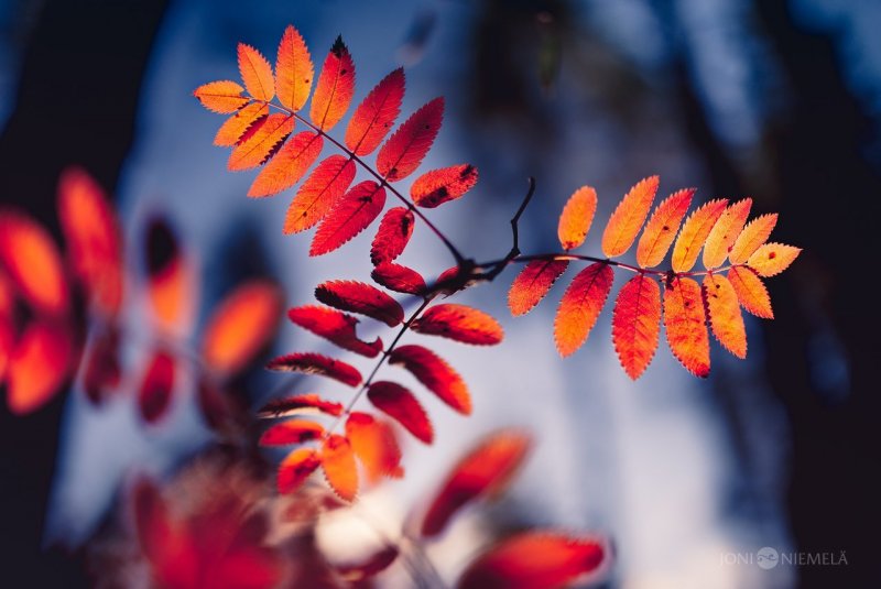 Осенняя рябина фото