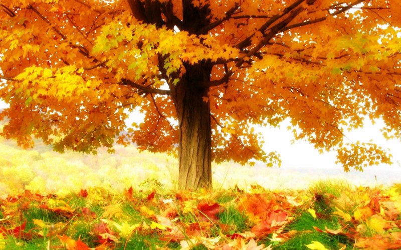 Осень листопад